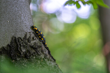  the fire salamander (Salamandra salamandra) climbing a beech tree trunk in the forest in a nice morning light in the Czech Republic