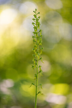 green twayblade orchid (listera ovata) captured in close-up detail on a blooming meadow with green bokeh in the Czech Republic