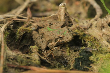 Cricket frog (Acris crepitans) camouflaged 