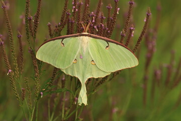 luna moth (actias luna)  on blue vervain (Verbena hastata(