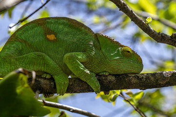 Green chameleon - Chamaeleo calyptratus, Wild nature Madagascar
