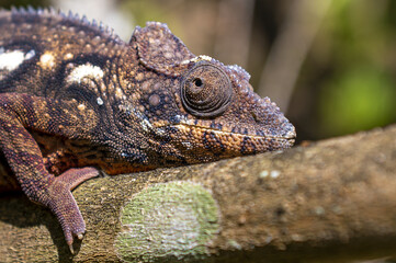 Chameleon Furcifer Pardalis, Madagascar nature