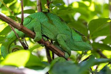 Chameleon Furcifer Pardalis, Madagascar nature