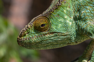 Chameleon Furcifer Pardalis, Madagascar nature