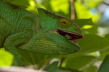 Green chameleon - Chamaeleo calyptratus eating insect, Wild nature Madagascar