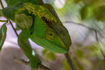 Female Green chameleon - Chamaeleo calyptratus, Wild nature Madagascar