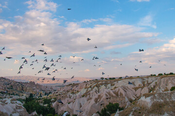 Vast hills with flock of birds flying around