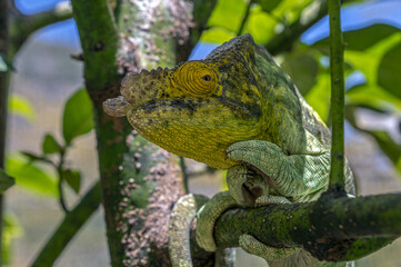 Chameleon Furcifer Pardalis, Madagascar nature