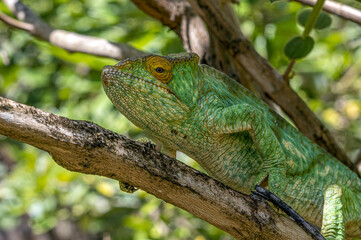 Chameleon Furcifer Pardalis, Madagascar nature