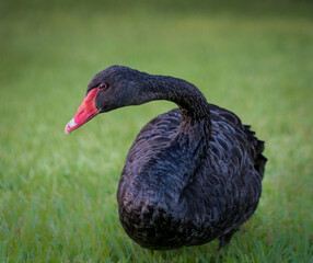 Adult black swan on green grass at an urban park, Lakeland, Florida