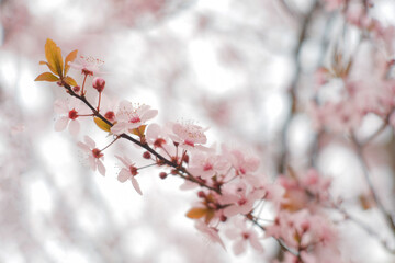 blossom in spring