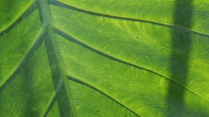 green leaf background. green content.
