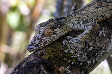 Leaf-tailed Gecko / Uroplatus phantasticus, Madagascar nature