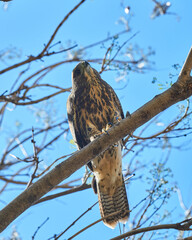 Harrier perched on a branch looking down