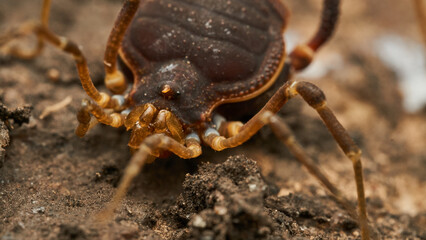Details of an Opillon walking between brown branches