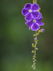 Dainty purple flowers in a vertical cluster with bokeh background for copy, Buckhead, Atlanta, Georgia