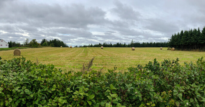 Hay bales in a field, Prince Edward Island, Canada