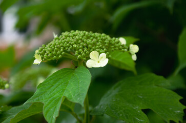 the hydrangea plant begins to bloom in the garden. Garden decoration with flowers