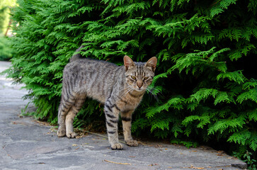 Obraz premium Gray cat sleeps on the street in the summer. Green background.
