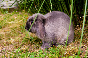 Gray rabbit is playing on the street in the summer. Green background.