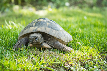 Eastern Hermann's tortoise, European terrestrial turtle, Testudo hermanni boettgeri, turtle on the lawn in nature