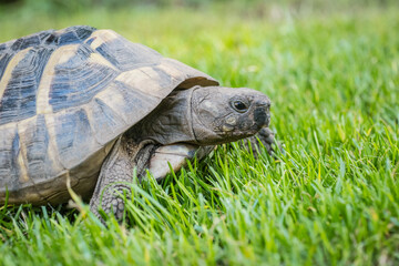 Eastern Hermann's tortoise, European terrestrial turtle, Testudo hermanni boettgeri, turtle on the...
