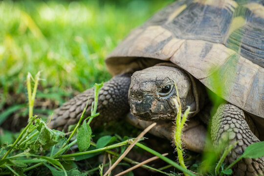 Eastern Hermann's tortoise, European terrestrial turtle, Testudo hermanni boettgeri, turtle on the lawn in nature