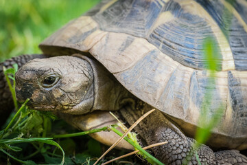 Eastern Hermann's tortoise, European terrestrial turtle, Testudo hermanni boettgeri, turtle on the...