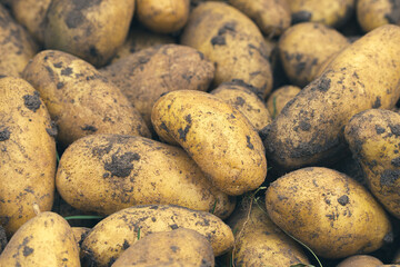 Fresh young potato. Heap of ripe potatoes on the ground in a field. Fresh white young organic potatoes, harvesting. Organic vegetables background. Harvest close-up