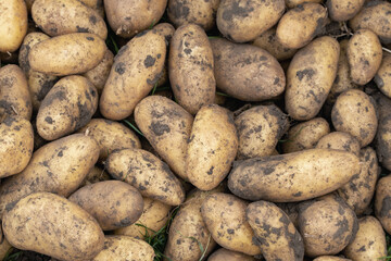 Fresh young potato. Heap of ripe potatoes on the ground in a field. Fresh white young organic potatoes, harvesting. Organic vegetables background. Harvest close-up