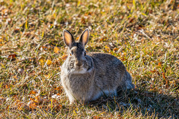 rabbit in the grass