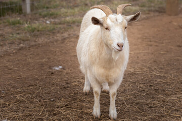 goat on the farm