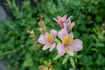 真夏に咲くアリストロメリアの花