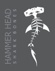 Hammerhead Shark, White Bone Skeleton - obrazy, fototapety, plakaty