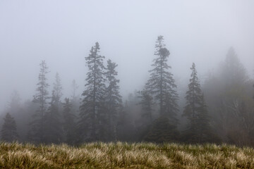 Evergreen trees in a morning fog