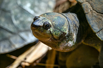 Madagascar big-headed turtle (Erymnochelys madagascariensis), Madagascar nature