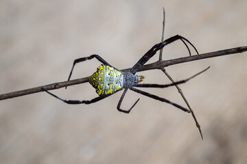 the beauty of spiders in nature