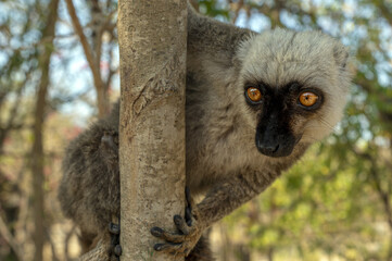 White-headed lemur - Eulemur albifrons, Madagascar nature