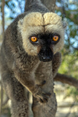 Fototapeta premium White-headed lemur - Eulemur albifrons, Madagascar nature