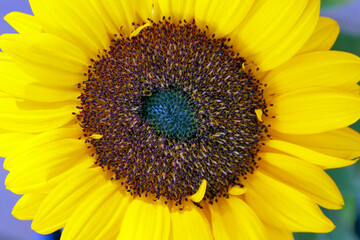 Closeup of sunflower blossom