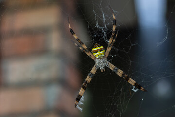 the beauty of spiders in nature