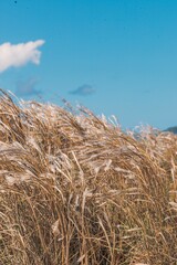 wheat field and sky