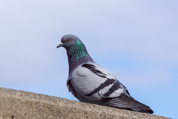 pigeon on the ground