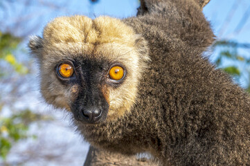 White-headed lemur - Eulemur albifrons, Madagascar nature - obrazy, fototapety, plakaty