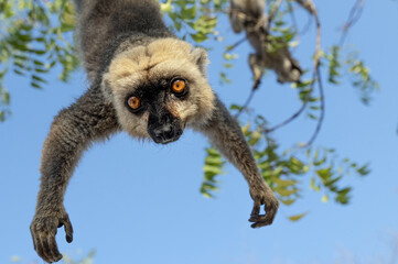 White-headed lemur - Eulemur albifrons, Madagascar nature