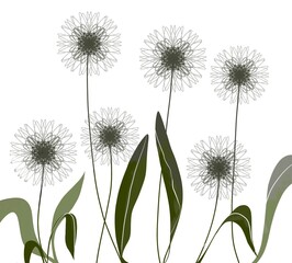 Set of dandelions, illustration on white background.  