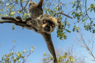White-headed lemur - Eulemur albifrons, Madagascar nature