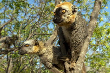 White-headed lemur - Eulemur albifrons, Madagascar nature