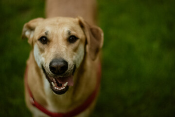 labrador dog smiling