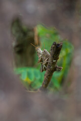 the process of mating locusts